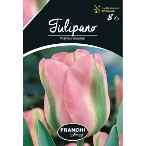 Bulbi lalele Viridiflora Groenland, 8 bulbi