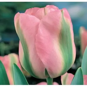 Bulbi lalele Viridiflora Groenland, 8 bulbi Bulbi lalele Viridiflora Groenland, 8 bulbi