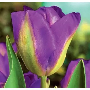 Bulbi lalele Viridiflora Nightrider, 8 bulbi Bulbi lalele Viridiflora Nightrider, 8 bulbi