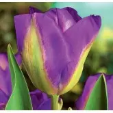 Bulbi lalele Viridiflora Nightrider, 8 bulbi