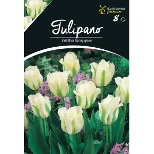 Bulbi lalele Viridiflora Spring Green, 8 bulbi