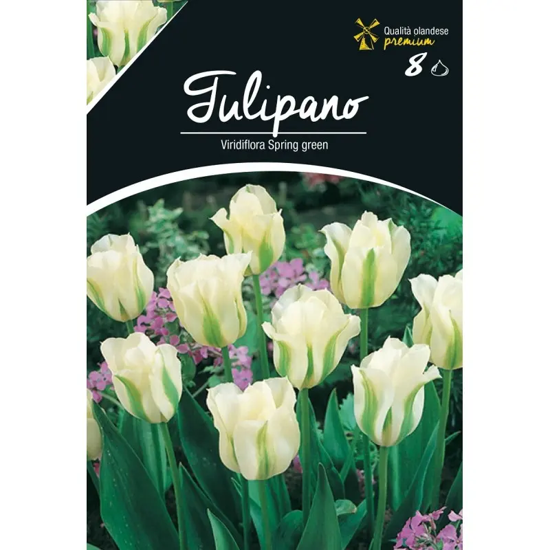 Bulbi lalele Viridiflora Spring Green, 8 bulbi