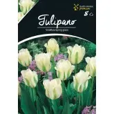 Bulbi lalele Viridiflora Spring Green, 8 bulbi