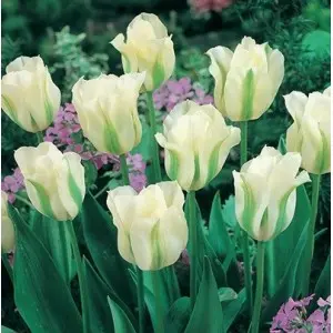Bulbi lalele Viridiflora Spring Green, 8 bulbi Bulbi lalele Viridiflora Spring Green, 8 bulbi