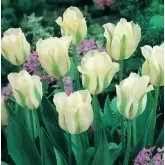 Bulbi lalele Viridiflora Spring Green, 8 bulbi