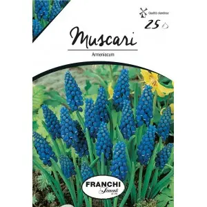 Bulbi muscari Armeniacum, 25 bulbi