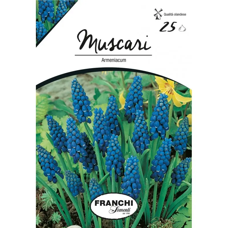 Bulbi muscari Armeniacum, 25 bulbi