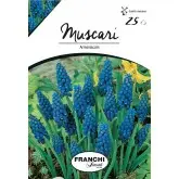 Bulbi muscari Armeniacum, 25 bulbi