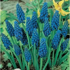 Bulbi muscari Armeniacum, 25 bulbi Bulbi muscari Armeniacum, 25 bulbi