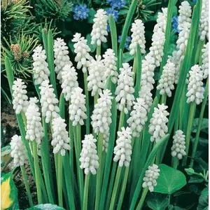 Bulbi muscari Botryoides Album, 10 bulbi Bulbi muscari Botryoides Album, 10 bulbi