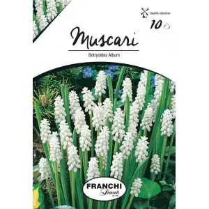 Bulbi muscari Botryoides Album, 10 bulbi