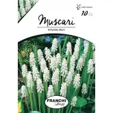 Bulbi muscari Botryoides Album, 10 bulbi