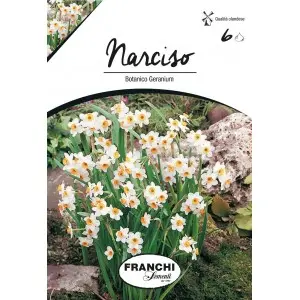 Bulbi narcise Botanice Geranium, 6 bulbi