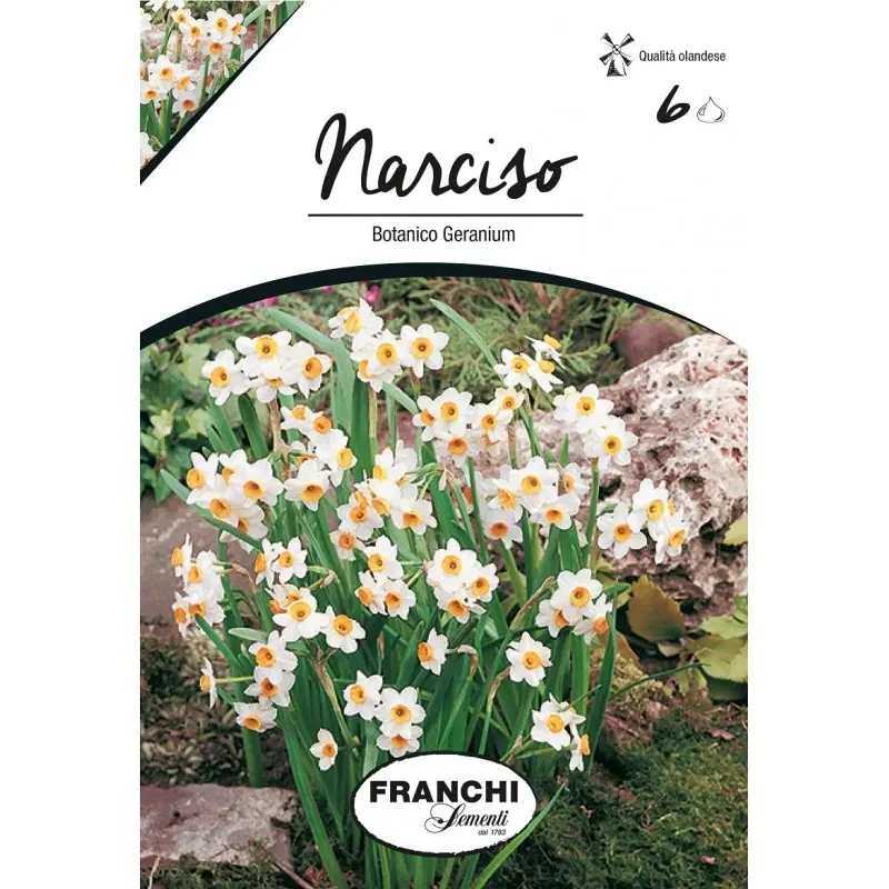 Bulbi narcise Botanice Geranium, 6 bulbi