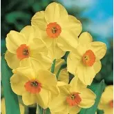 Bulbi narcise botanice Golden Dawn, 6 bulbi