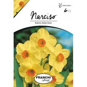 Bulbi narcise botanice Golden Dawn, 6 bulbi