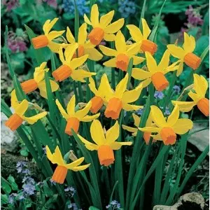 Bulbi narcise botanice Jetfire, 6 bulbi Bulbi narcise botanice Jetfire, 6 bulbi