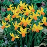 Bulbi narcise botanice Jetfire, 6 bulbi