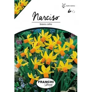 Bulbi narcise botanice Jetfire, 6 bulbi