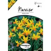 Bulbi narcise botanice Jetfire, 6 bulbi