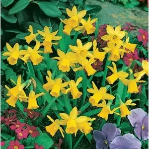 Bulbi narcise botanice Tete a Tete, 6 bulbi