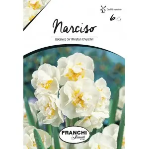 Bulbi narcise botanice Winston Churchill, 6 bulbi