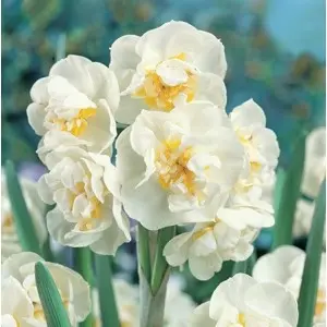 Bulbi narcise botanice Winston Churchill, 6 bulbi Bulbi narcise botanice Winston Churchill, 6 bulbi