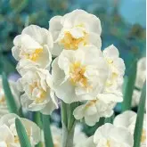 Bulbi narcise botanice Winston Churchill, 6 bulbi