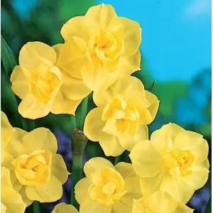 Bulbi narcise botanice Yellow Cheerfulness, 6 bulbi Bulbi narcise botanice Yellow Cheerfulness, 6 bulbi