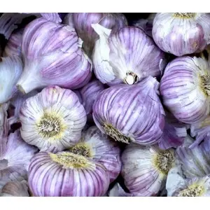 Usturoi violet frantuzesc Germidour, calibru 55/60, 1 kg