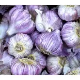Usturoi violet frantuzesc Germidour, calibru 55/60, 1 kg
