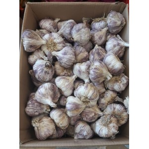 Usturoi violet frantuzesc Germidour, calibru 55/60, 1 kg