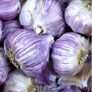 Usturoi violet frantuzesc Germidour, calibru 55/60, 1 kg