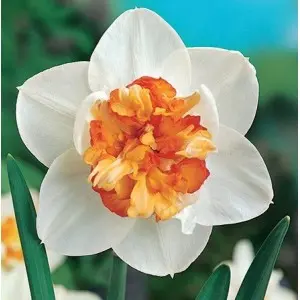 Bulbi narcise duble Flower Drift, 6 bulbi