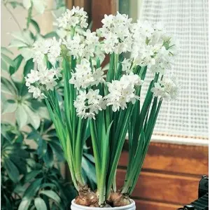 Bulbi narcise Paperwhite, 5 bulbi Bulbi narcise Paperwhite, 5 bulbi
