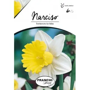 Bulbi narcise Trumpet Icefollies, 6 bulbi