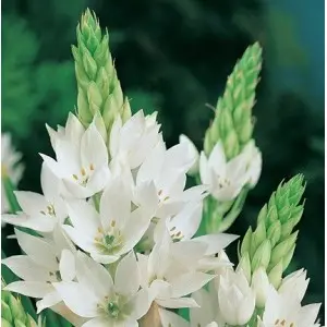 Bulbi ornithogalum Magnum, 5 bulbi Bulbi ornithogalum Magnum, 5 bulbi