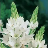Bulbi ornithogalum Magnum, 5 bulbi