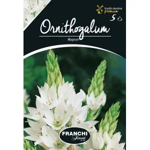Bulbi ornithogalum Magnum, 5 bulbi