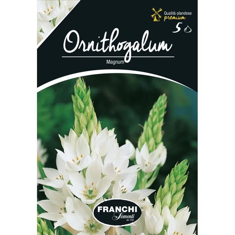 Bulbi ornithogalum Magnum, 5 bulbi