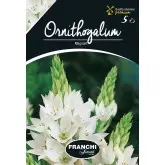 Bulbi ornithogalum Magnum, 5 bulbi