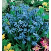 Bulbi scilla Siberica, 20 bulbi