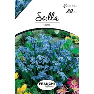 Bulbi scilla Siberica, 20 bulbi