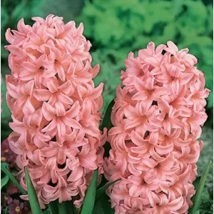 Bulbi zambile Pink Surprise, 4 bulbi