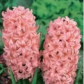 Bulbi zambile Pink Surprise, 4 bulbi