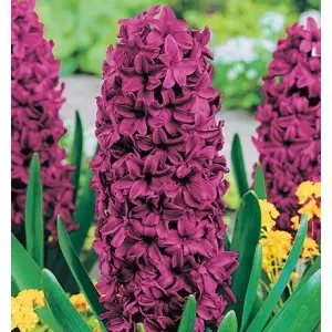 Bulbi zambile Purple Sensation, 4 bulbi Bulbi zambile Purple Sensation, 4 bulbi