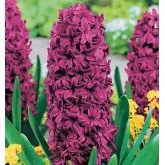 Bulbi zambile Purple Sensation, 4 bulbi