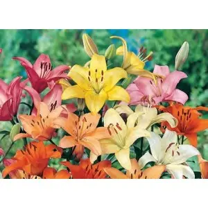 Bulbi crin Asiatic Mixtura, 5 bulbi