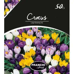 Bulbi crocus Large Flowering mix (branduse), 50 bulbi
