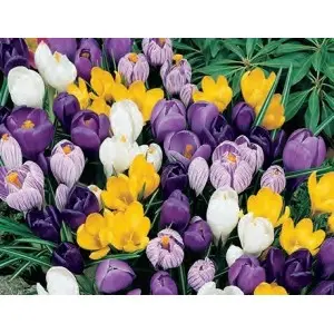 Bulbi crocus Large Flowering mix (branduse), 50 bulbi
